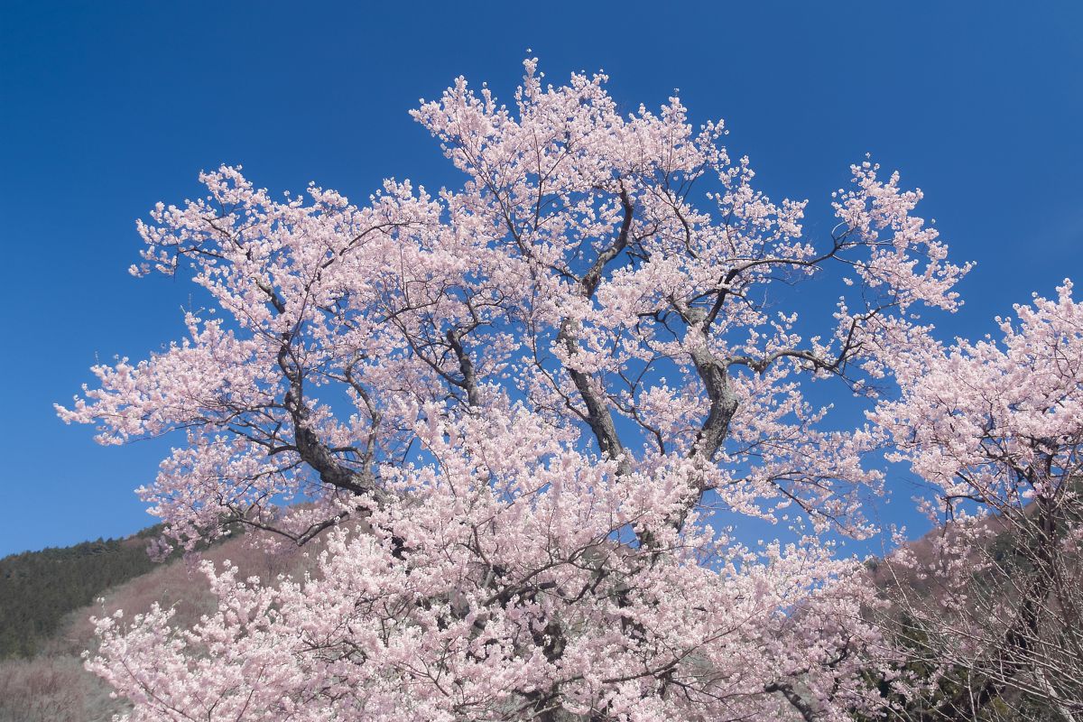 清水の桜（滋賀県）