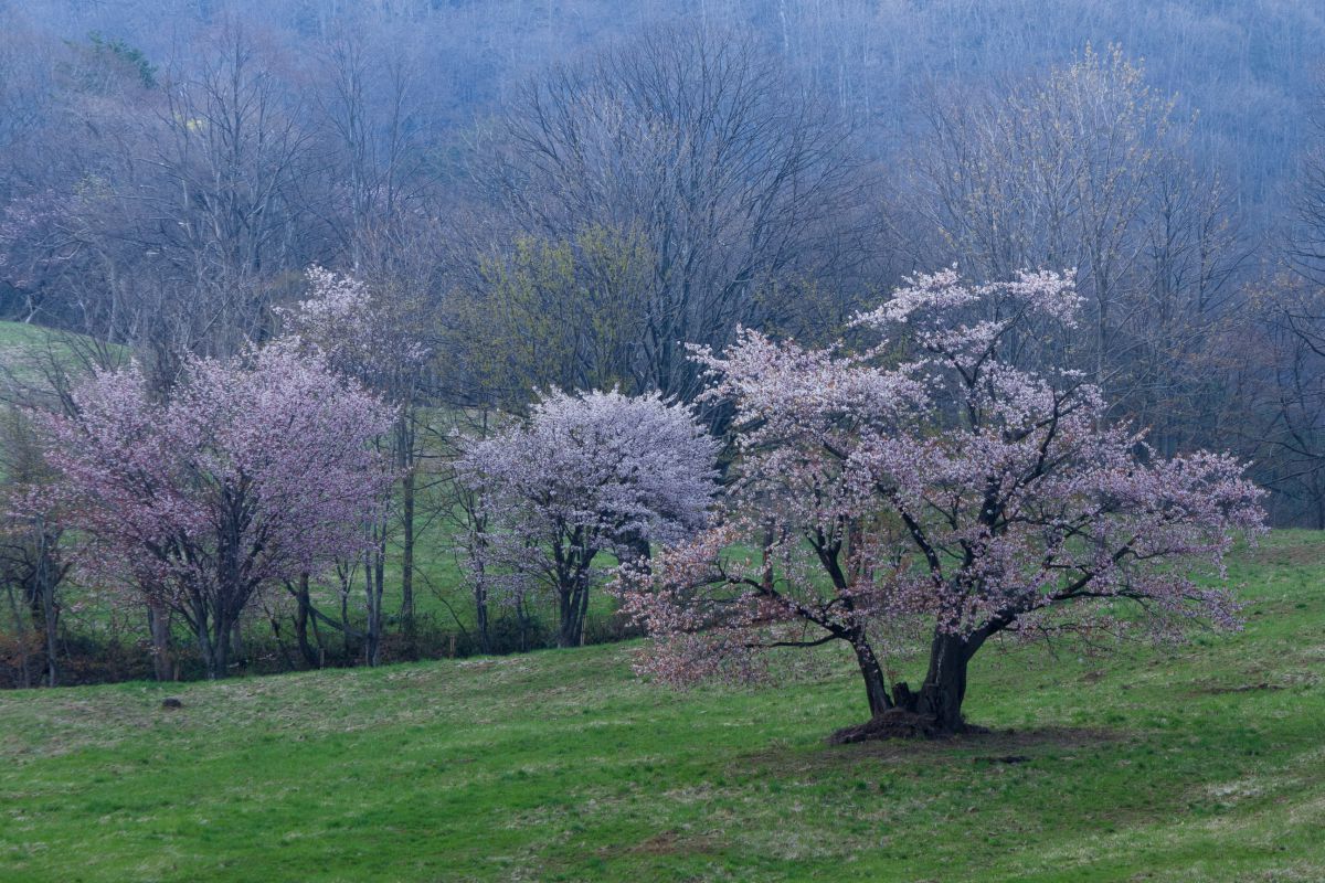 西蔵王の大山桜